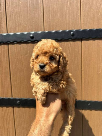 toy-pudle-vrhunskog-porekla-big-2