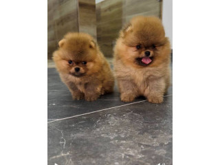 Pomeranci vrhunskog kvaliteta