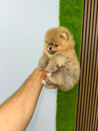 pomeranci-vrhunskog-kvaliteta-big-2