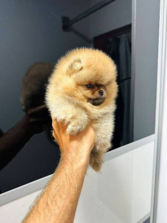 pomeranci-vrhunskog-kvaliteta-big-4