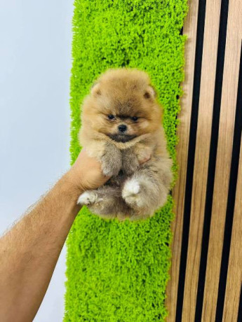 pomeranci-vrhunskog-kvaliteta-big-3