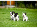 francuski-buldog-stenci-vrhunskog-porekla-small-2
