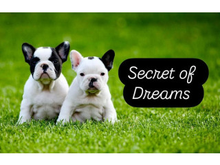 Francuski buldog, štenci vrhunskog porekla