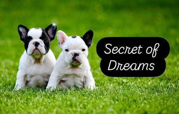 francuski-buldog-stenci-vrhunskog-porekla-big-0