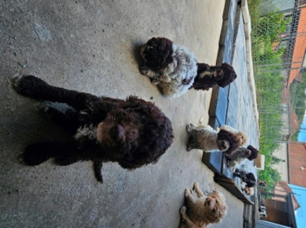 lagotto-romagnolo-dostupni-stenci-big-4