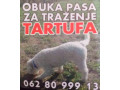 psi-za-trazenje-tartufa-tartufari-small-0