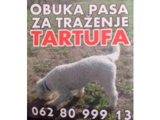 Psi za trazenje tartufa -Tartufari