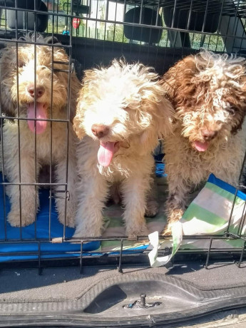 psi-za-trazenje-tartufa-tartufari-big-3