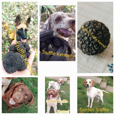 psi-za-trazenje-tartufa-tartufari-big-2