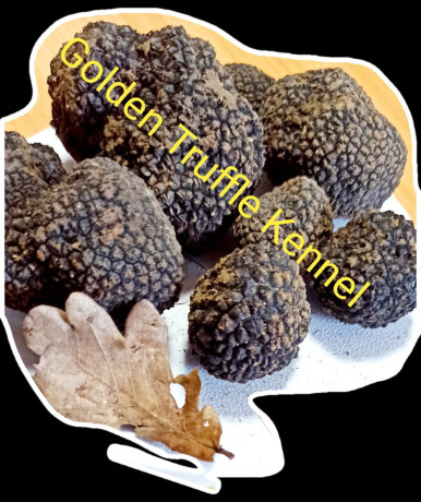 psi-za-trazenje-tartufa-tartufari-big-1