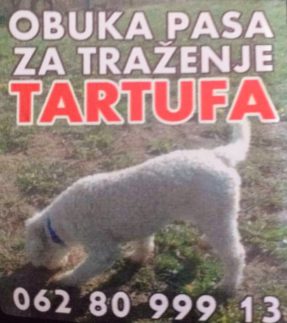 psi-za-trazenje-tartufa-tartufari-big-0