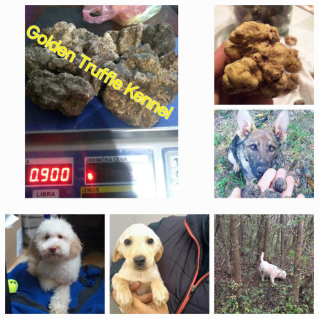 psi-za-trazenje-tartufa-tartufari-big-4