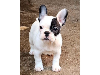 Francuski Buldog vrhunski štenci