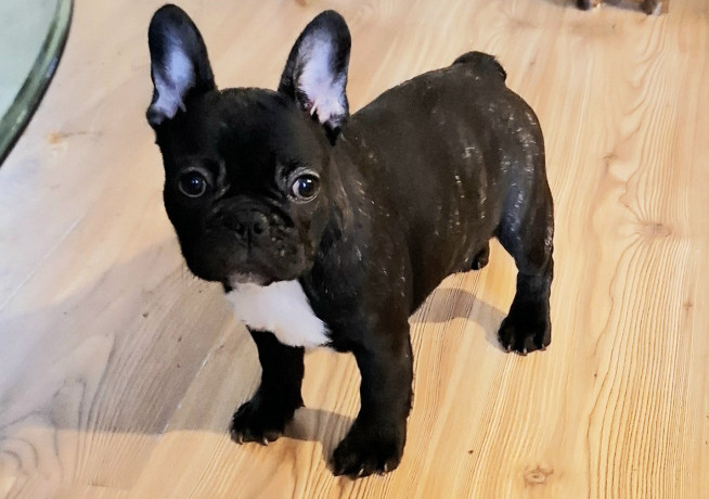 francuski-buldog-vrhunski-stenci-big-1