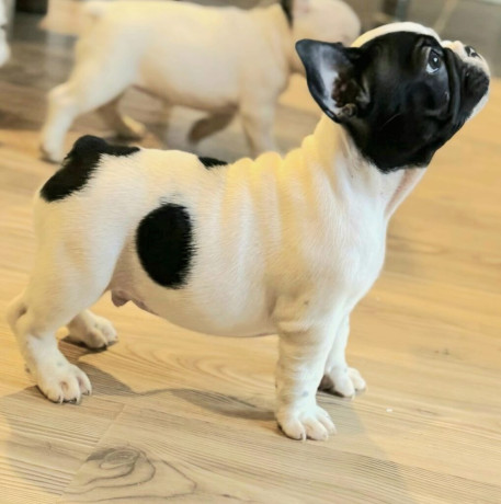 francuski-buldog-vrhunski-stenci-big-2