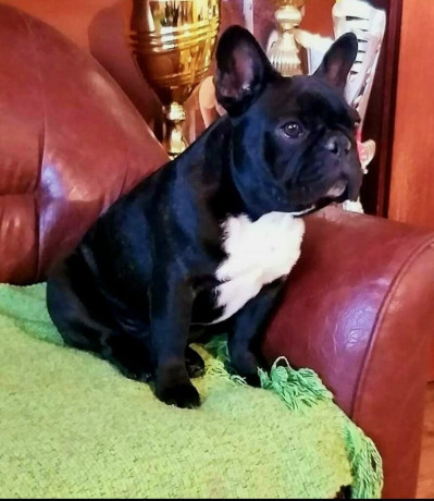 francuski-buldog-vrhunski-stenci-big-4