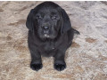 labrador-retriver-stenci-sampionskog-porekla-small-2