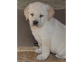 labrador-retriver-stenci-sampionskog-porekla-small-1