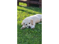 labrador-retriver-stenci-sampionskog-porekla-small-4