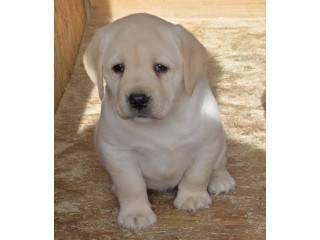 LABRADOR retriver, štenci šampionskog porekla