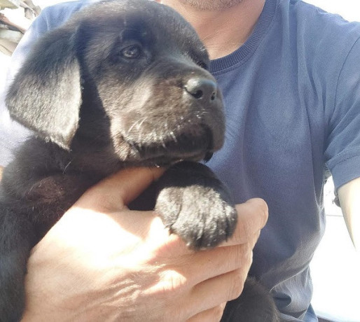 labrador-retriver-stenci-sampionskog-porekla-big-3