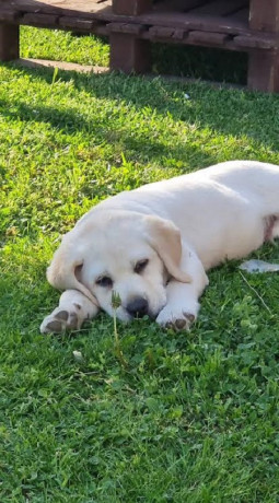 labrador-retriver-stenci-sampionskog-porekla-big-4