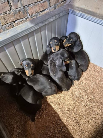 jazavicar-stenci-big-2