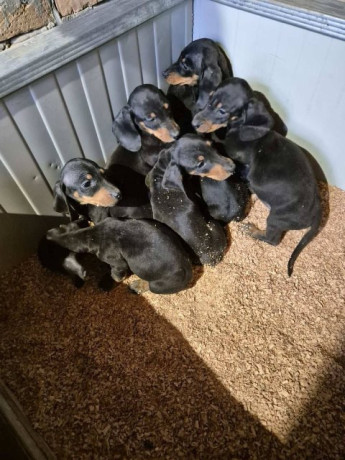 jazavicar-stenci-big-0