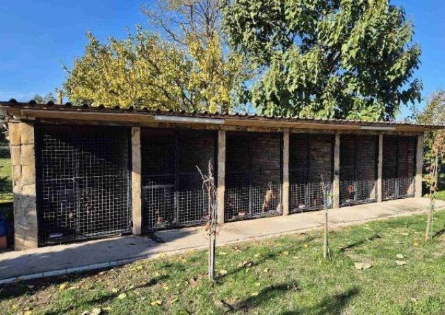 jazavicar-stenci-big-4