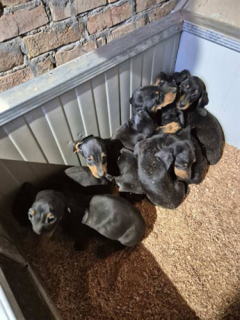 jazavicar-stenci-big-3