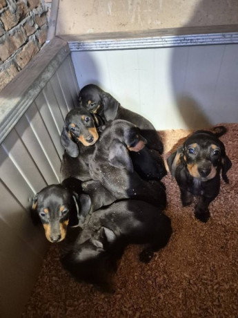 jazavicar-stenci-big-1