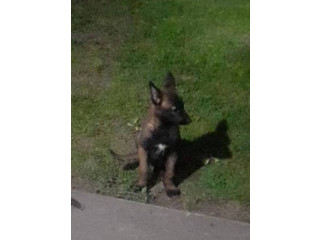 Belgijski ovčar MALINOA štenci