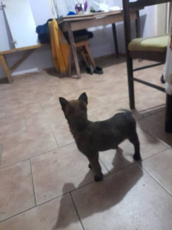 belgijski-ovcar-malinoa-stenci-big-4