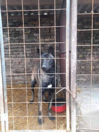 belgijski-ovcar-malinoa-stenci-big-1