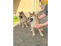 shiba-inu-stenci-od-vrhunskih-roditelja-small-0