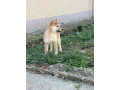 shiba-inu-stenci-od-vrhunskih-roditelja-small-2