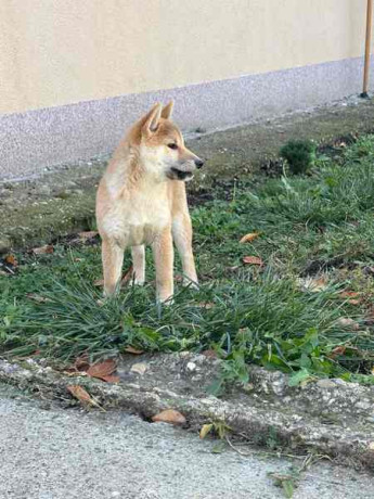 shiba-inu-stenci-od-vrhunskih-roditelja-big-2