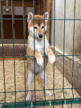 shiba-inu-stenci-od-vrhunskih-roditelja-big-1