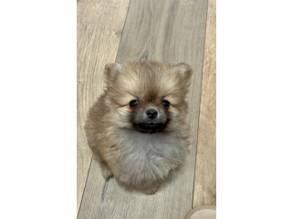 Pomeranac, prelepi štenci