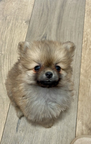 pomeranac-prelepi-stenci-big-0