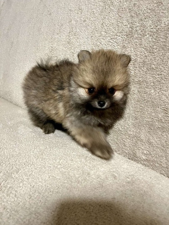 pomeranac-prelepi-stenci-big-4