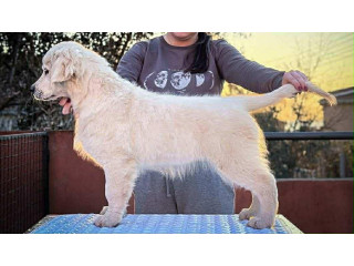 Muško štene zlatnog retrivera