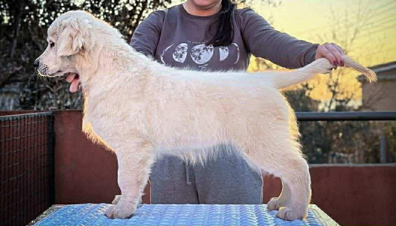 musko-stene-zlatnog-retrivera-big-0