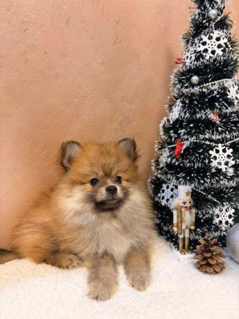 pomeranski-spic-stenci-oranz-i-beli-big-4