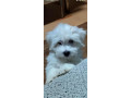 coton-de-tulear-stenci-small-2