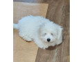 coton-de-tulear-stenci-small-4