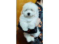 coton-de-tulear-stenci-small-3