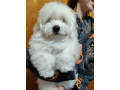 coton-de-tulear-stenci-small-1
