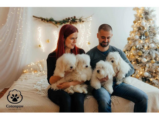 Coton de Tulear štenci !!