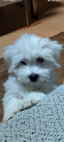 coton-de-tulear-stenci-big-2
